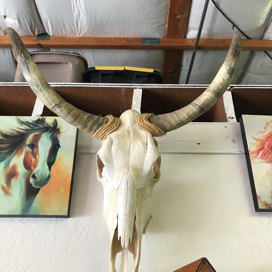 Cow Skull